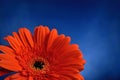 Red-orange Gerbera blossom close-up Cyan-blue gradient background Royalty Free Stock Photo