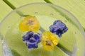Edible frozen flowers floating in a bowl filled with water