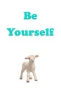 Be Yourself message and little sheep Isolated on white Royalty Free Stock Photo