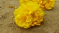 Nika yellow flowers Royalty Free Stock Photo