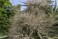 Nikau Palm flowers, Wanaka, New Zealand