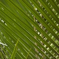 Nikau Palm Leaves