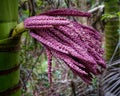 Nikau palm flower, New Zealand