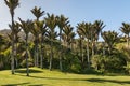 Nikau palm trees grove