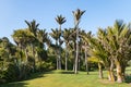 Nikau palm trees growing in tropical rainforest on the West Coast, New Zealand