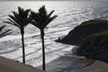 Nikau palm trees overlooking the ocean