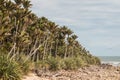 Nikau palms grove Royalty Free Stock Photo