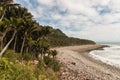 Nikau palms growing along West Coast Royalty Free Stock Photo