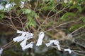 NIKKO, JAPAN - FEBRUARY 22, 2016 : Omikuji :: random fortune pap