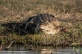 Nile crockodile at Chobe on bank of river. Royalty Free Stock Photo