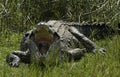 Nile Crocodile Royalty Free Stock Photo