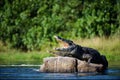 Nile crocodile. Royalty Free Stock Photo
