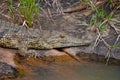 Nile Crocodile 2371 Royalty Free Stock Photo