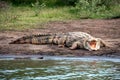 Nile Crocodile Royalty Free Stock Photo