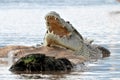 Nile crocodile