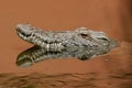 Nile crocodile