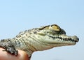 Nile Crocodile baby Royalty Free Stock Photo