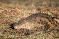 Nile Crocodile on the bank of the Chobe Royalty Free Stock Photo