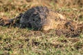 Nile Crocodile on Bank of River Royalty Free Stock Photo