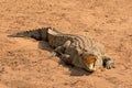 Nile crocodile basking Royalty Free Stock Photo