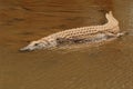 Nile crocodile basking Royalty Free Stock Photo