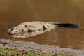 Nile crocodile basking Royalty Free Stock Photo