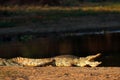 Nile crocodile basking - Kruger National Park Royalty Free Stock Photo