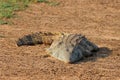 Nile crocodile basking - Kruger National Park Royalty Free Stock Photo