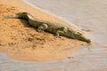 A large Nile crocodile basking in natural habitat, Kruger National Park, South Africa Royalty Free Stock Photo