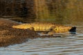 Nile crocodile basking in natural habitat, Kruger National Park, South Africa Royalty Free Stock Photo