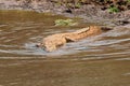 Nile crocodile basking in shallow water Royalty Free Stock Photo