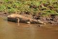 Nile crocodile basking in shallow water Royalty Free Stock Photo