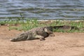 A Nile Crocodile basking in the sun Royalty Free Stock Photo
