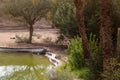 A Nile crocodile basks in the sun on the shore of an artificial pond