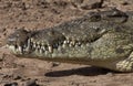 Nile Crocodile - Botswana Royalty Free Stock Photo