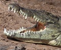 Nile Crocodile - Botswana Royalty Free Stock Photo