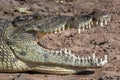 Nile crocodile - Botswana Royalty Free Stock Photo