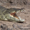 Nile Crocodile - Botswana Royalty Free Stock Photo