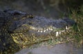 Nile crocodile, Botswana Royalty Free Stock Photo