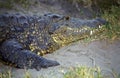 Nile crocodile, Botswana Royalty Free Stock Photo