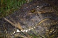 Nile crocodile, Botswana Royalty Free Stock Photo