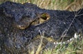 Nile crocodile, Botswana Royalty Free Stock Photo