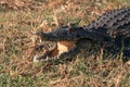 Crocodile with Mouth Wide Open Showing Teeth Royalty Free Stock Photo