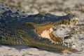 Nile crocodile in Chobe National Park, Botswana. Royalty Free Stock Photo