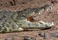 Nile Crocodile - Chobe River - Botswana Royalty Free Stock Photo