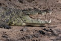Nile Crocodile - Chobe River - Botswana Royalty Free Stock Photo