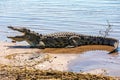 Nile Crocodile in Chobe river, Botswana Royalty Free Stock Photo