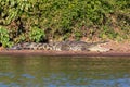 Nile Crocodile in Chobe river, Botswana Royalty Free Stock Photo