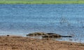 Nile Crocodile in Chobe river, Botswana Royalty Free Stock Photo