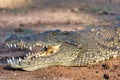 Nile Crocodile in Chobe river, Botswana Royalty Free Stock Photo